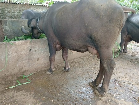 ભેંસ પેલું વેતર