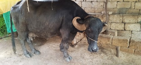 ભેંસ વેચવાની છે