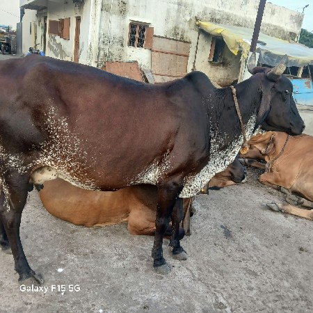 જર્સી ગાય વેચવાની છે
