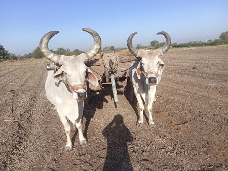 આ બળદ વેચવાના છૈ