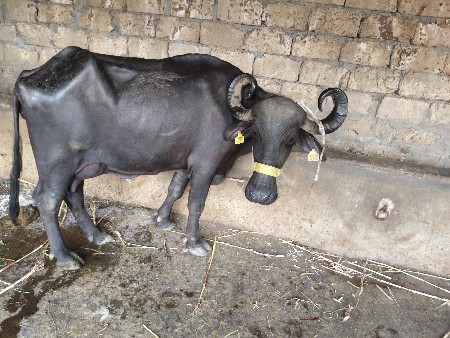 5 લિટર દૂધ બે મહિનાની આણંદ