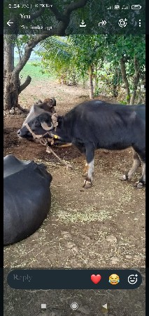 ભેંસ ને ખડેલું વેચવાનું સે