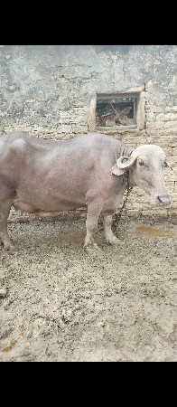 ભેંસ વેચવાની છે