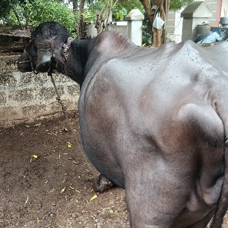 ભેસ વેસવા નિ સે વ્યાસે