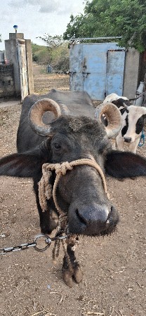 બની ભેંસ વેચવાની છે.