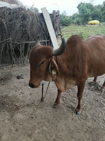 વેચાણ