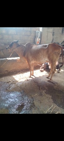 ઞાય