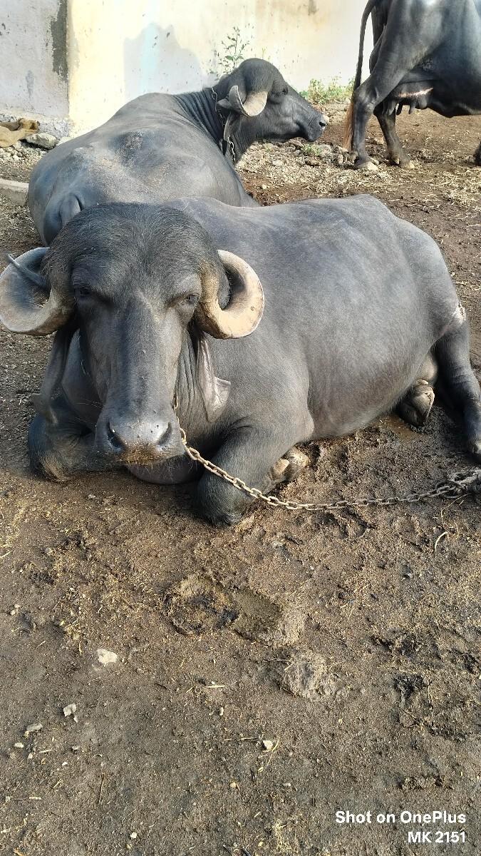 ભેંસ વેચવાની છે