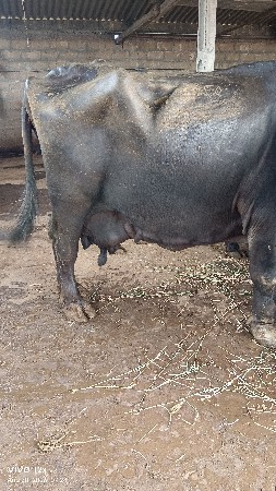bhesh vechvani se