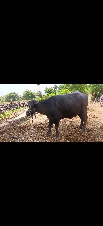 પેલુ વેતર ખડે લી વેચવાની છે
