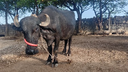 વૅચવાની છે