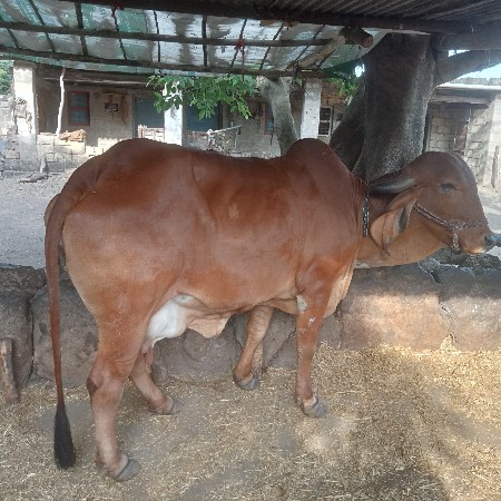 ગાય વેચવા ની છે