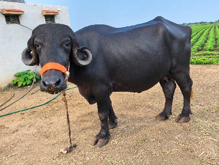 ભેંસ વેચવાની છે