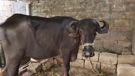 અમિત રાઠોડ