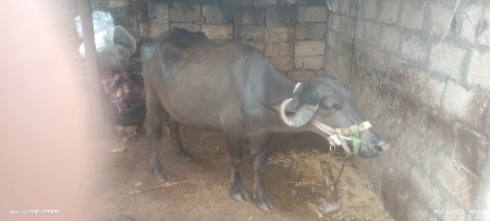 ભેંસ વેચવાની