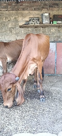 વેચવા ની છે