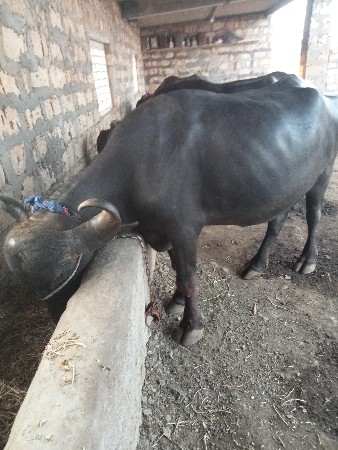 ભેશ વેચવાની છે