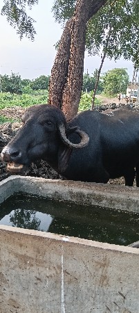 ખડેલી વેચવાની છે