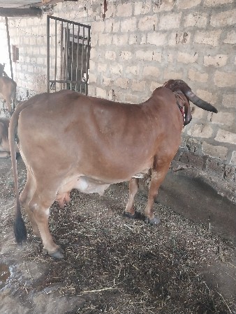 ગાય વેચવાની છે
