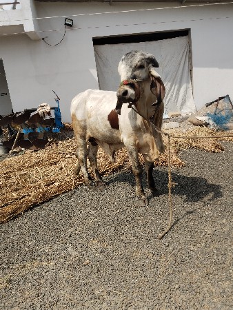 ખુટીયો વેચવાનો છે