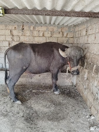 પાડો વેસવા નો સે