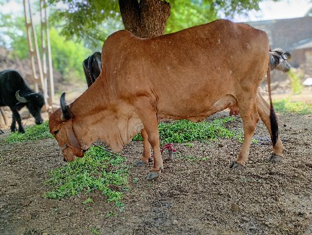 gaay vechvani 6e