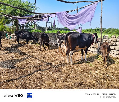 8 hf હોડકા વેચવાના છે.