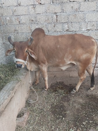 ગોઠવો વેંચવાનો છે
