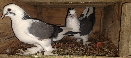 kabutar