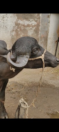 જાફરાબાદી પાડો