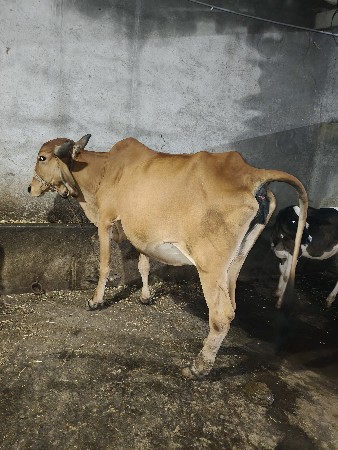 ગાય પેશવાનહહહ

ગાય વેશવા ની