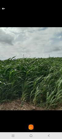 લીલી જુવાર 8વિધાની