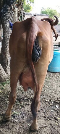 હા ગાય વેચવાની છે