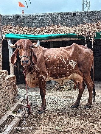 ગાય વેચવાની છે
