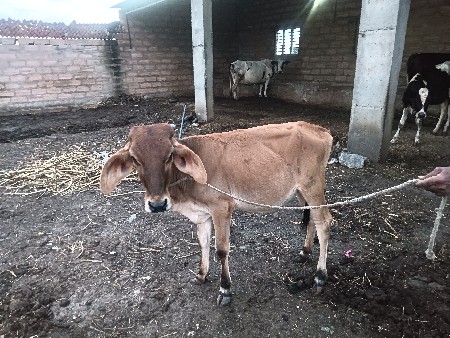 ગીર કોષ વાંસડી વેચવાની છે