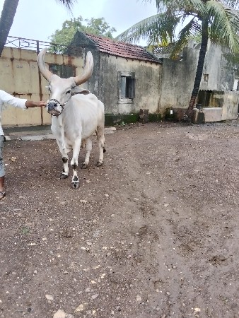 બળદ વેસવાનો છે