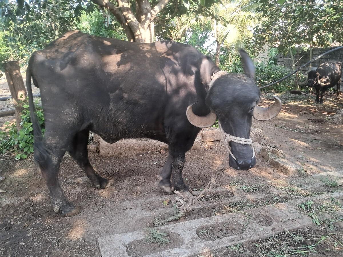 ભેશ વેચવાની છે