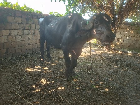 ખળેલી વેચવાની છે બીજું વેતર