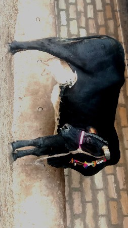 ક્રોસ ગાય વેચવાની છે