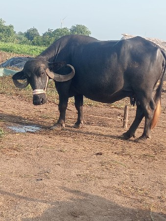 આ ભેંસ વેચવીછે