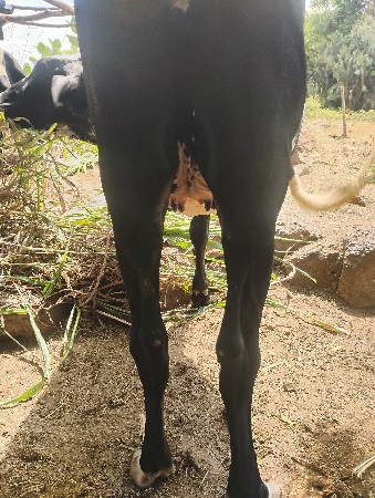 જર્સી ઓડકી વેચવાની છે