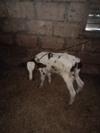 કૌચ.3.વેટર..15દિવચ.