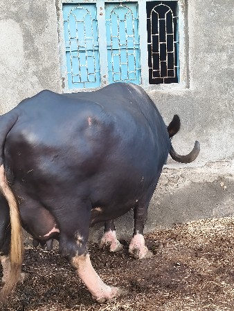 ભગરી ભેંસ વેચવાની છે!