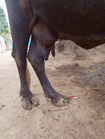 ભેંસ વેચવાની છે