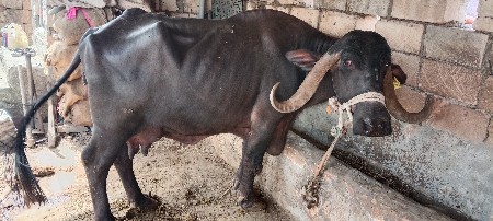 ભેંસ
