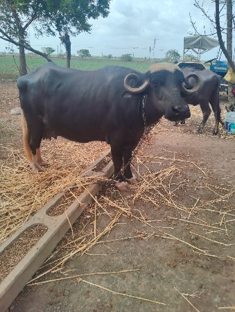 ભેંસ વેચવાની છે