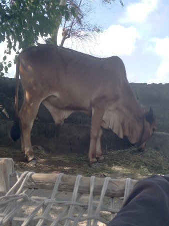 બળદ