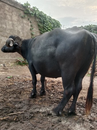 ભૅસ દૅવાની સૅ