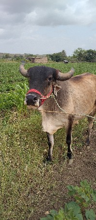 એક વાવણી વાવેલા