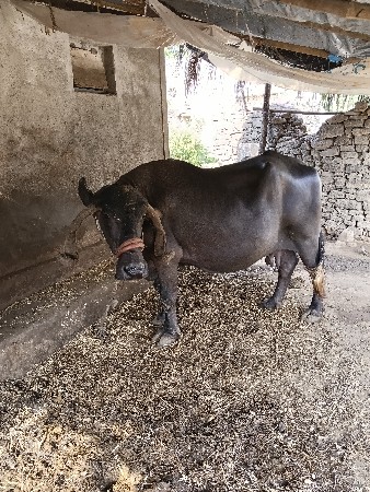 ભેંસ વેચવાની છે